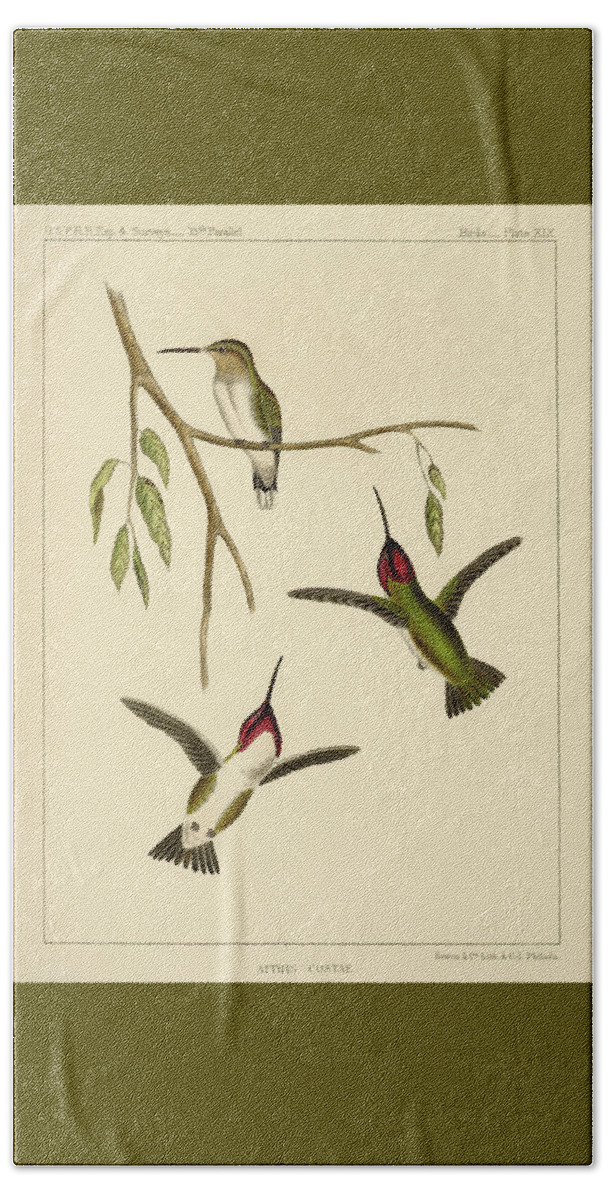 Birds Beach Towel featuring the mixed media Atthis Costae by Bowen and Co lith and col Phila