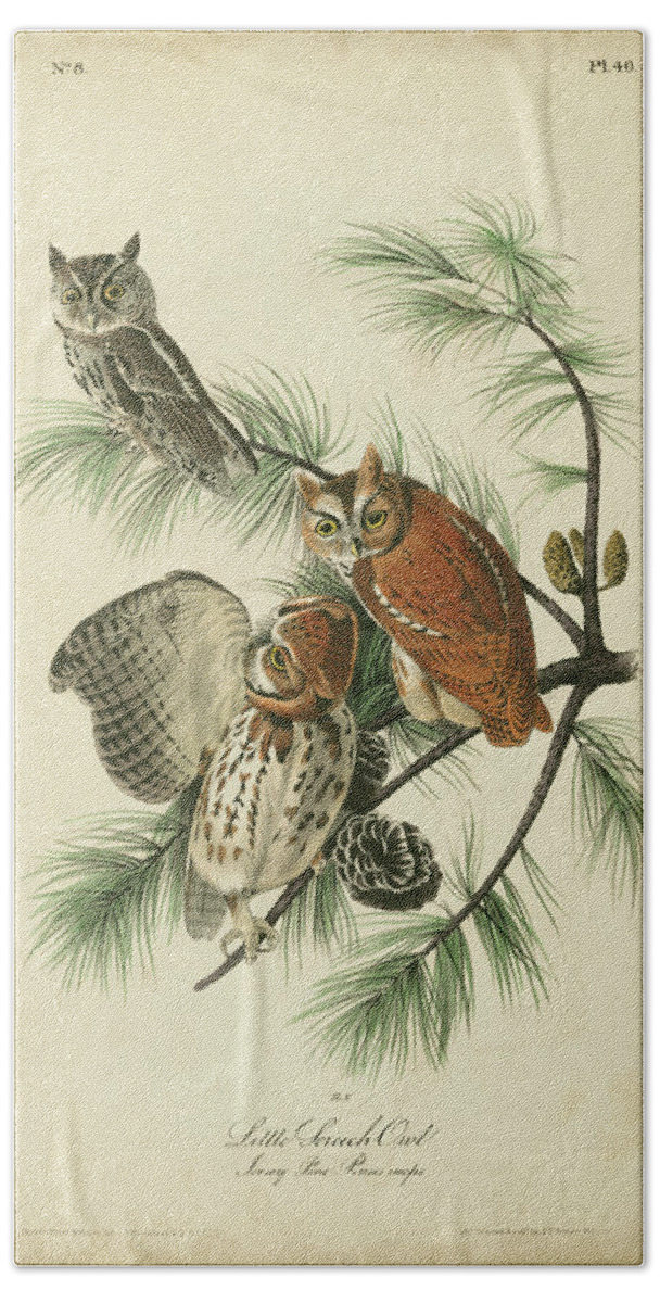 Decorative Beach Towel featuring the painting Audubon Screech Owl by John James Audubon