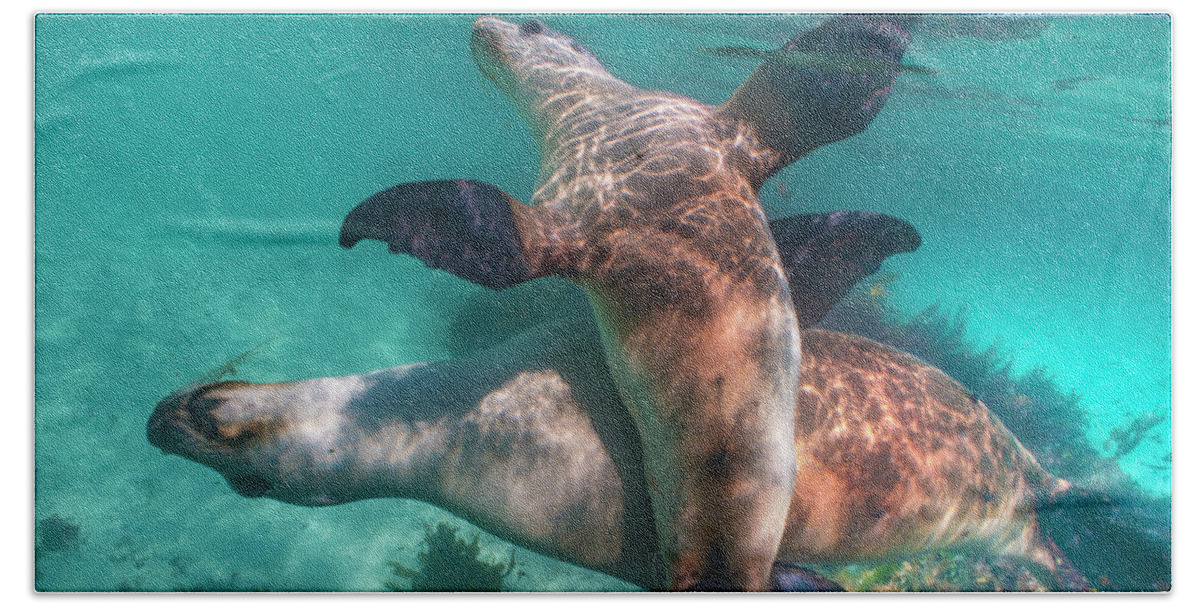 00586401 Beach Towel featuring the photograph Australian Sea Lion Pair, Coral Coast, Australia by Tim Fitzharris