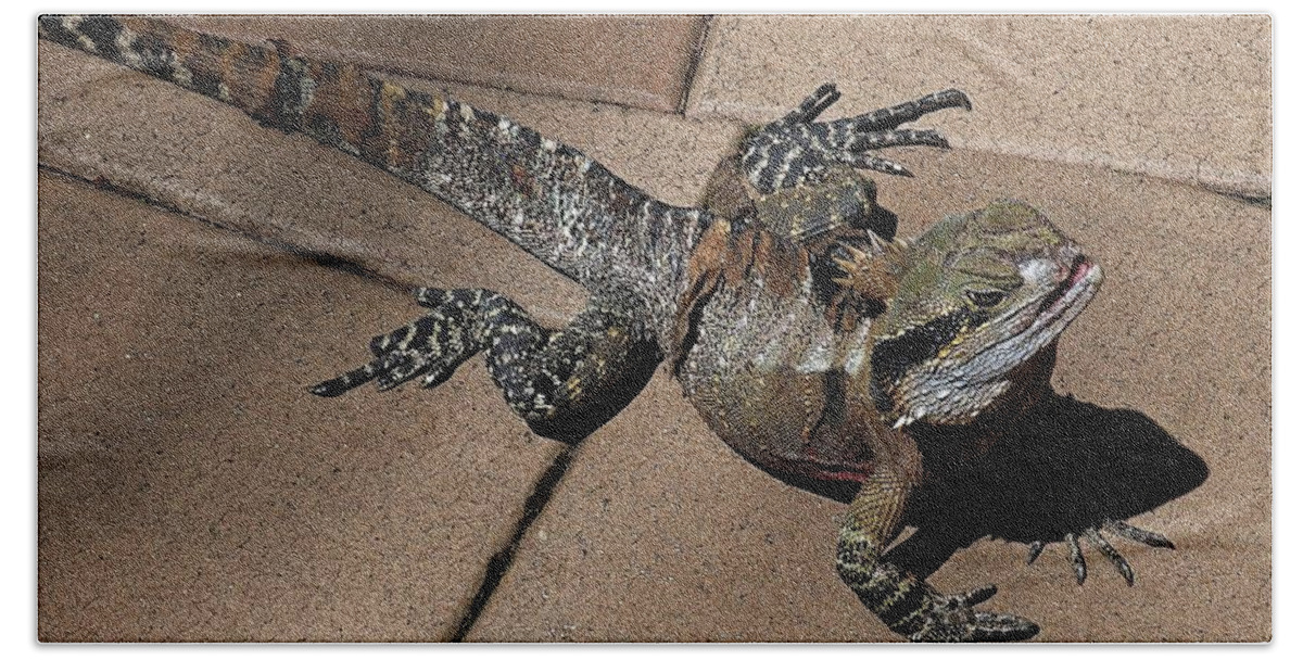 Animal Themes Beach Towel featuring the photograph Australian water dragon by Martin Smith