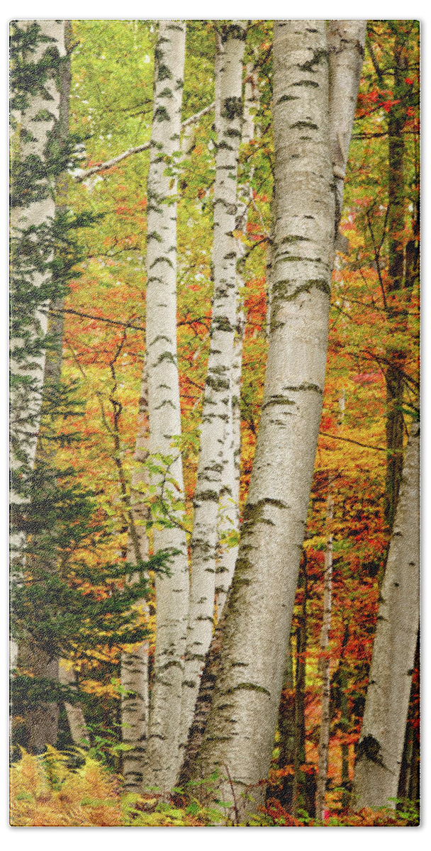 Autumn Beach Towel featuring the photograph Autumn Birch by Jeff Sinon