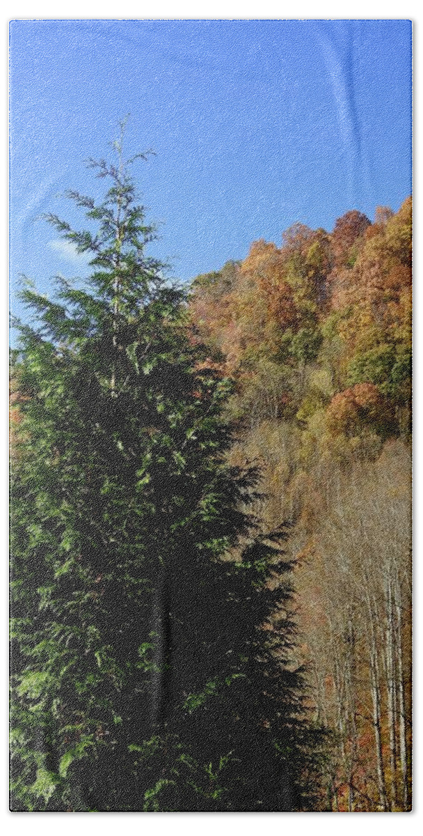 Autumn Beach Towel featuring the photograph Autumn Mountain Evergreen by Kathy Chism