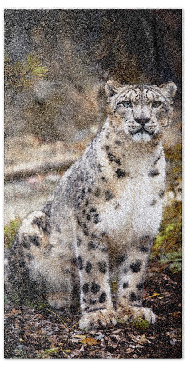 Snow Beach Towel featuring the photograph AutumnalLeopard by Chris Boulton