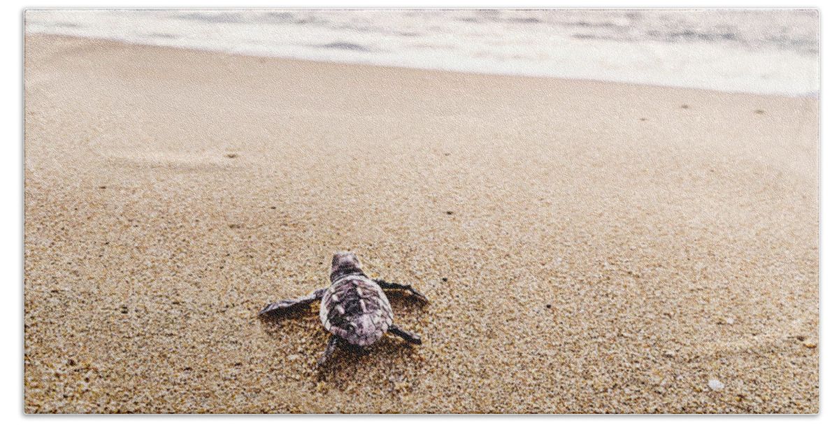 Estock Beach Towel featuring the digital art Baby Turtle, Baja California Sur, Mexico by Giovanni Simeone