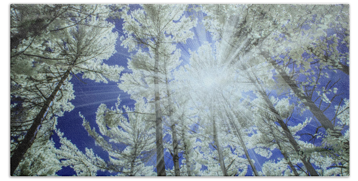 Nature Beach Towel featuring the photograph Backlit Pine Trees in Infrared by Randall Nyhof