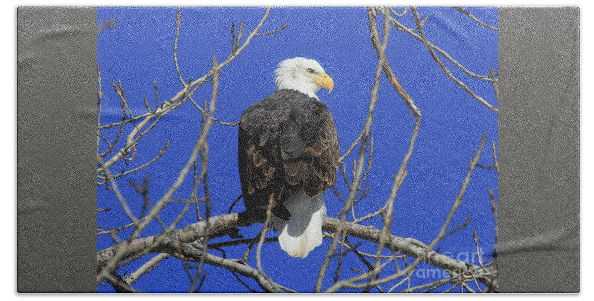 Eagle Beach Towel featuring the photograph Bald Eagle and Blue Sky by Paula Guttilla