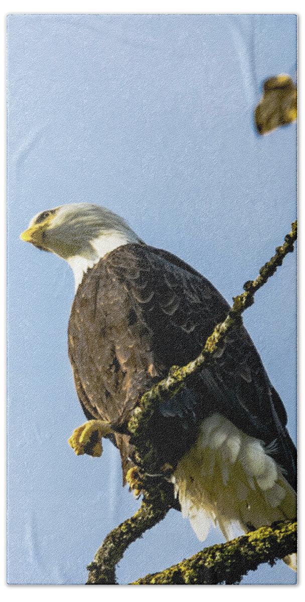 Bald Eagle Beach Towel featuring the photograph Bald Eagle Scanning the Sky by David Lee