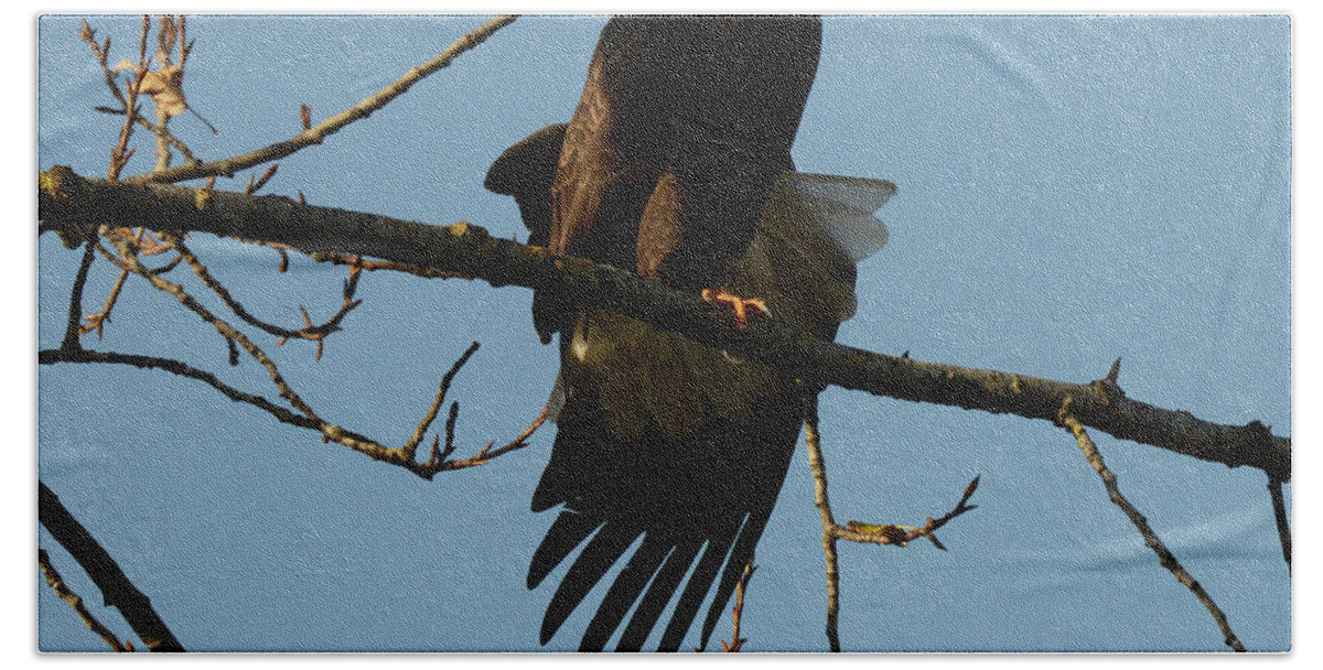 Bald Eagle Beach Towel featuring the photograph Bald Eagle Stretching by Bob Christopher