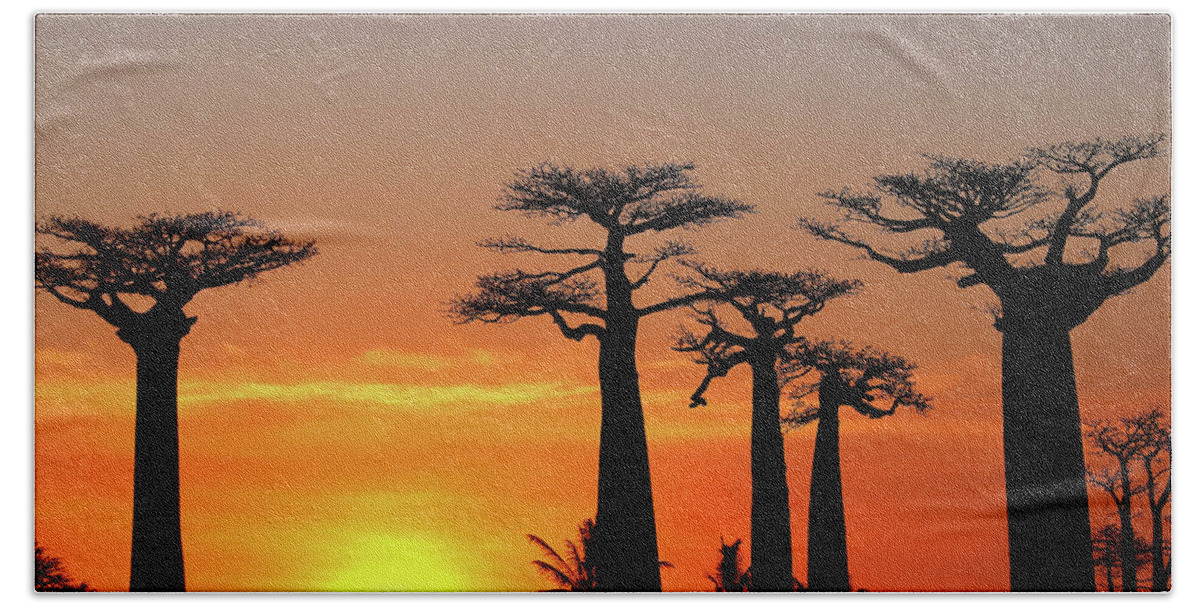  Beach Towel featuring the photograph Baobab Trees in Sunset 4 by Eric Pengelly