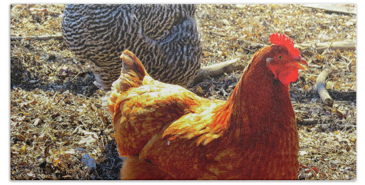 Chickens Beach Towel featuring the photograph Barred Plymouth Rock and Rhode Island Red Chickens by Linda Stern