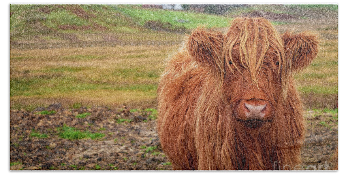 Beautiful Highland Cow Beach Towel featuring the photograph Beautiful Highland Cow by Elizabeth Dow