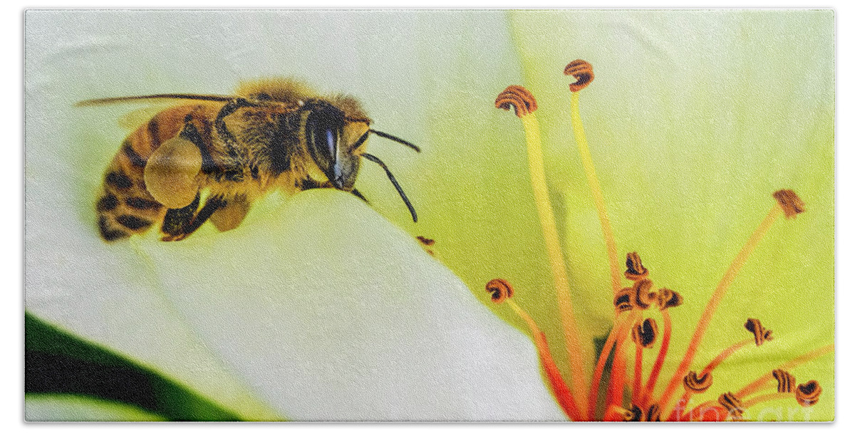 Bee Beach Towel featuring the photograph Bee by Bill Frische
