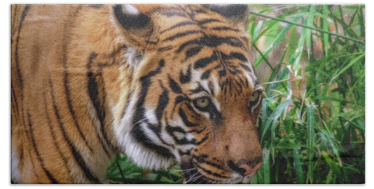 Tigers Beach Towel featuring the photograph Being Stealthy by Elaine Malott