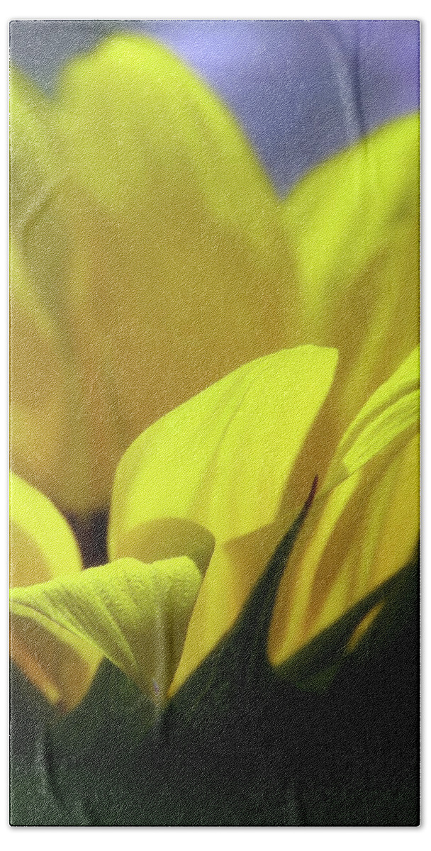 Sunflower Beach Towel featuring the photograph Being Very Close by Johanna Hurmerinta