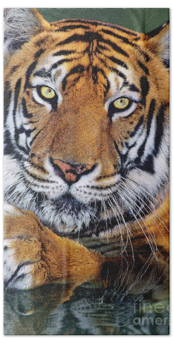 Bengal Tiger Beach Towel featuring the photograph Bengal Tiger Portrait Endangered Species Wildlife Rescue by Dave Welling