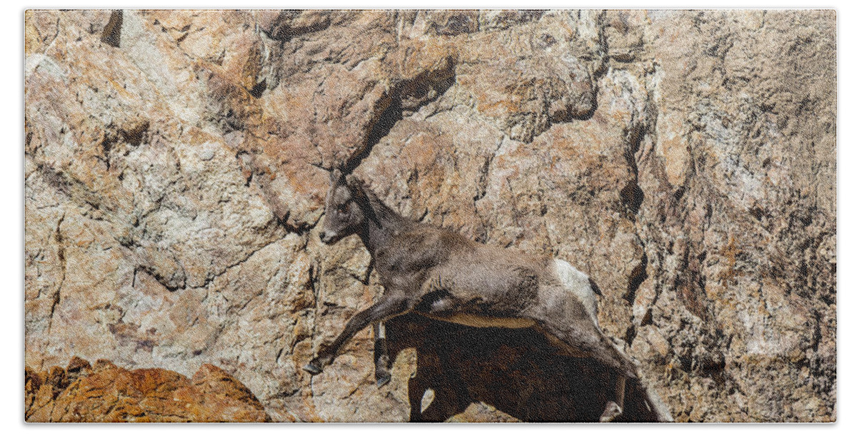 Big Horn Sheep Beach Towel featuring the photograph Big Horn Mountain Sheep Kid by Stephen Johnson