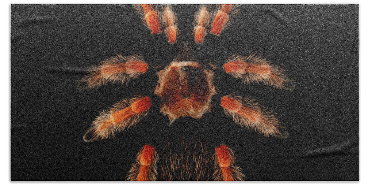 Spider Beach Towel featuring the photograph Big Spider Brachypelma Boehmei by Sergey Taran