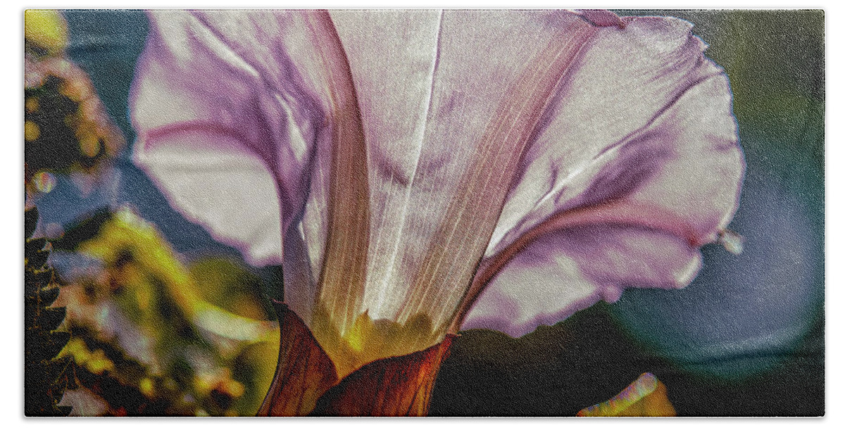 Bindweed In Light Beach Towel featuring the photograph Bindweed in light #i9 by Leif Sohlman