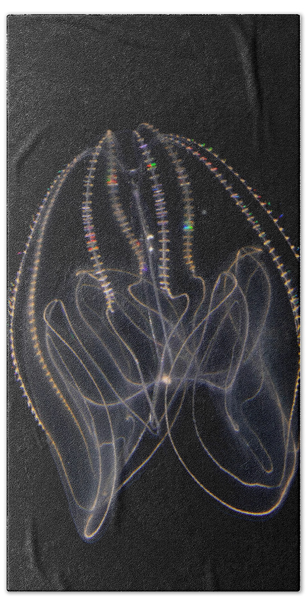 00650592 Beach Towel featuring the photograph Bioluminescent Comb Jelly 4 by Hiroya Minakuchi