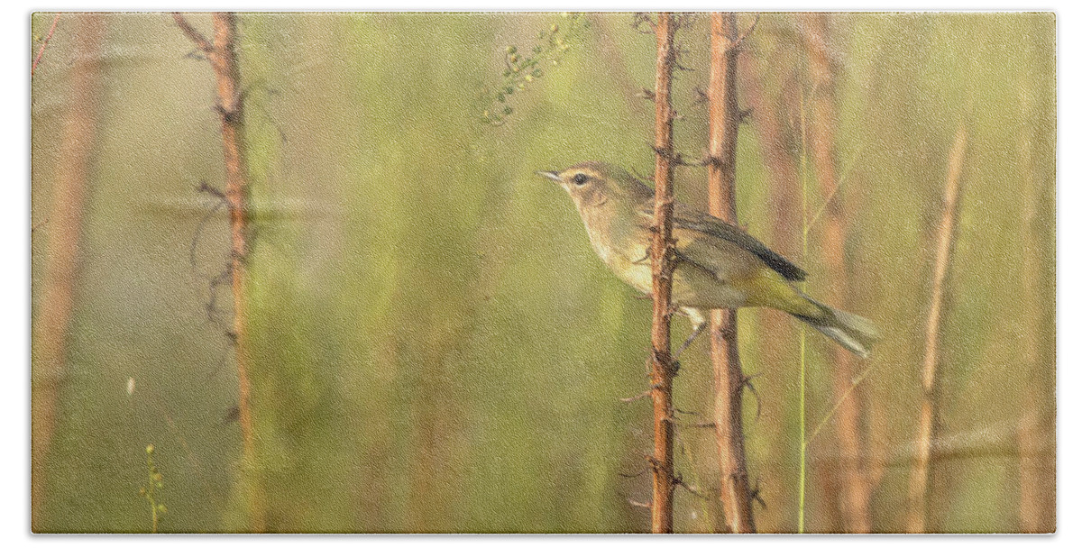 Palm Warbler Beach Towel featuring the photograph Bird on Branch by Dorothy Cunningham