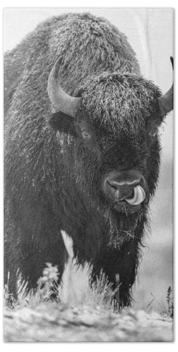 Disk1215 Beach Towel featuring the photograph Bison Bull In Snow by Tim Fitzharris