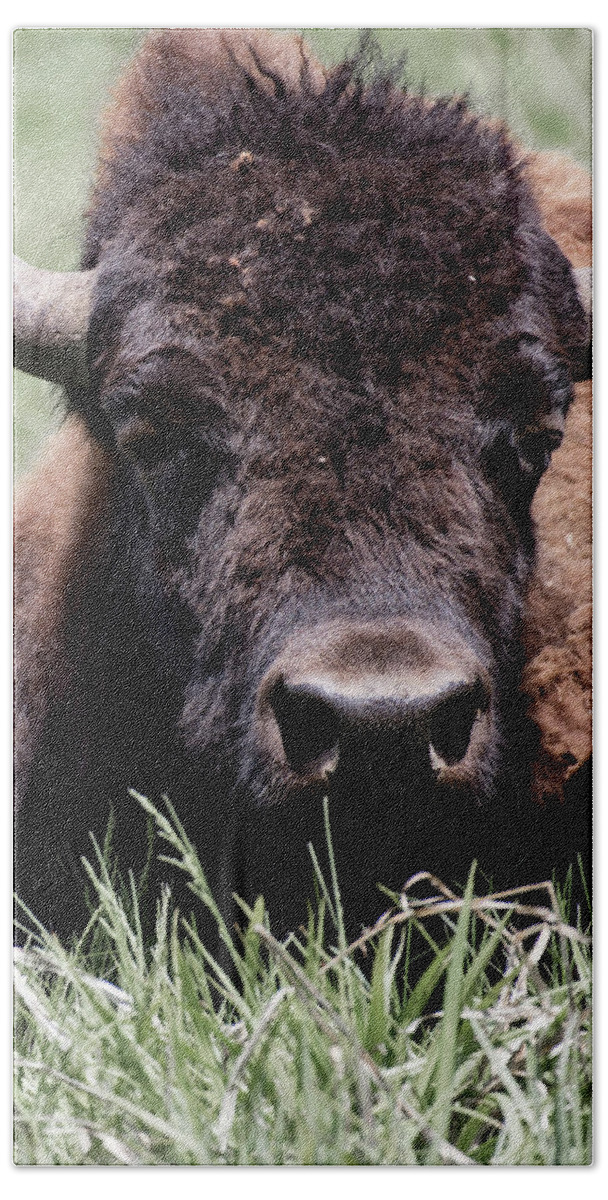 Bison In Custer State Park South Dakota Beach Towel featuring the photograph Bison in Custer State Park South Dakota by Art Whitton