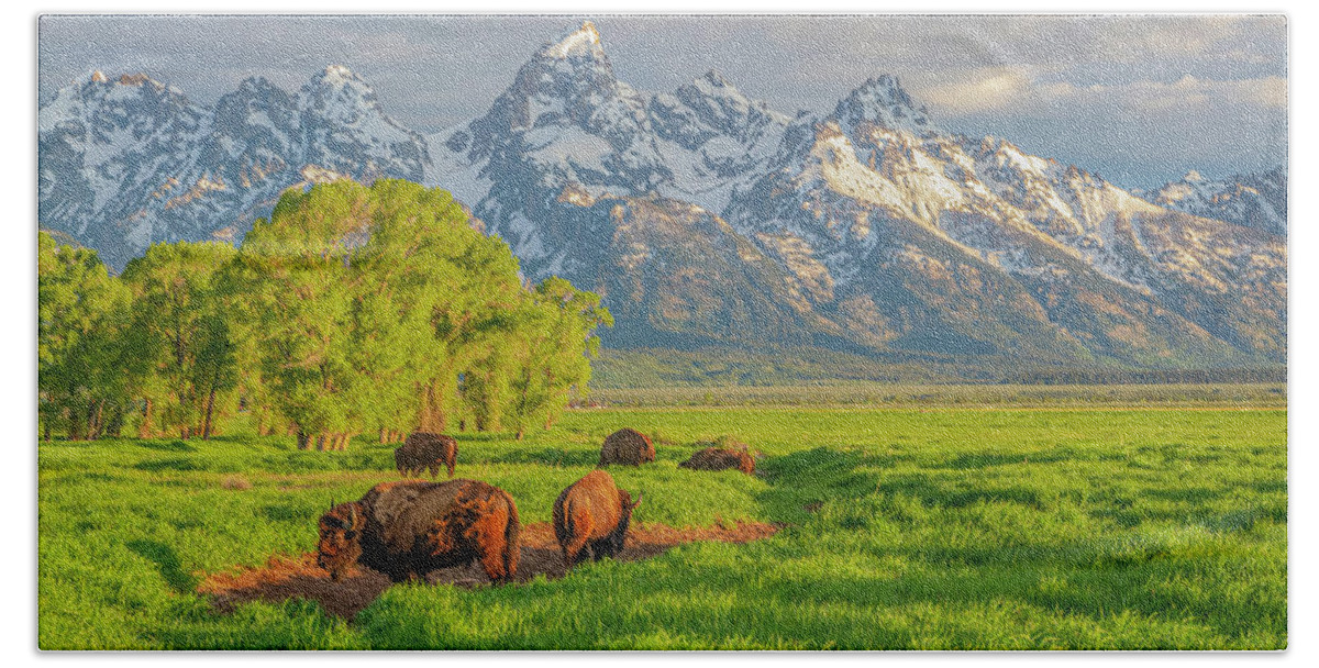Bison Beach Towel featuring the photograph Bison Morning 2011-06 02 by Jim Dollar