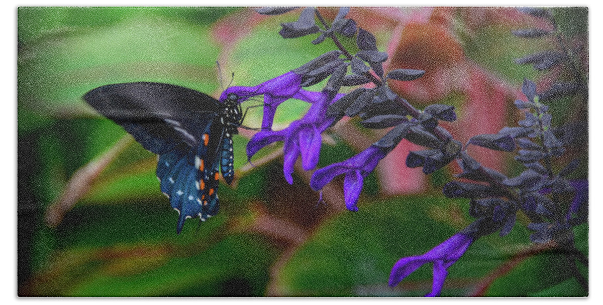 Butterfly Beach Towel featuring the photograph Black and Blue by Michelle Wermuth