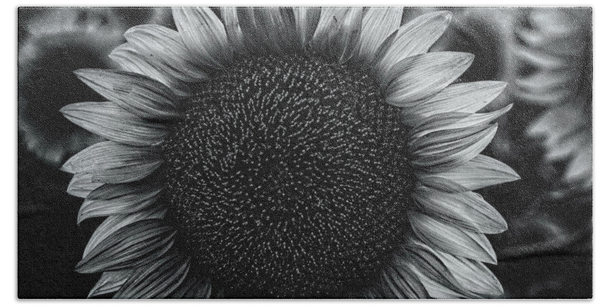2019 Beach Towel featuring the photograph Black and white closeup of a sunflower in a field at dusk by Phillip Rubino