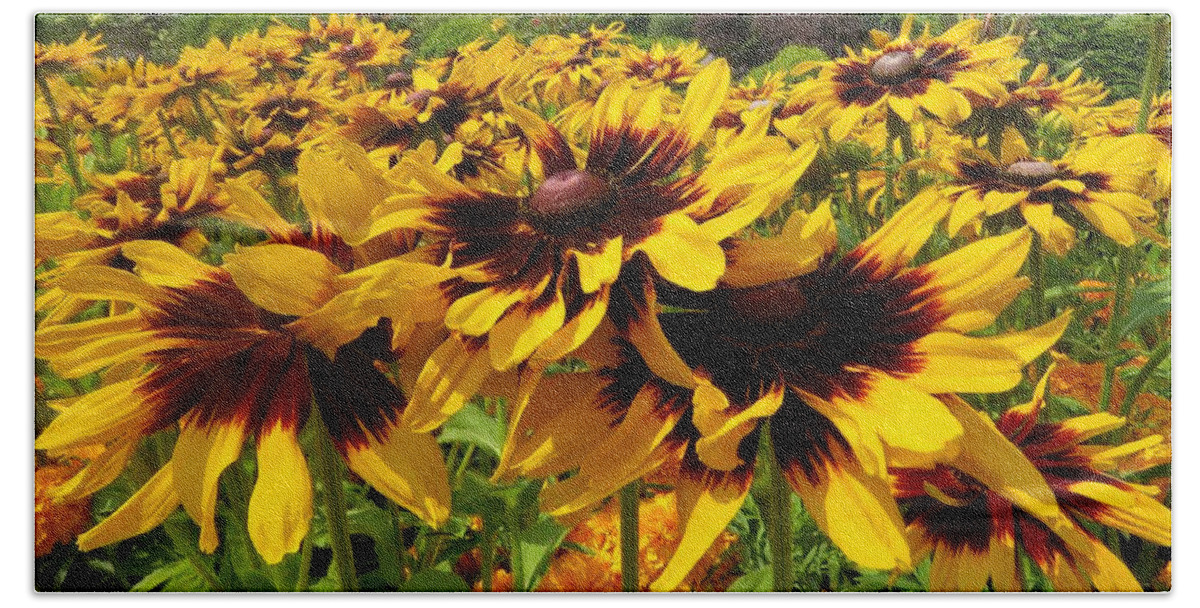 View Beach Towel featuring the photograph Black-Eyed Susan In Your Face by Joan Stratton