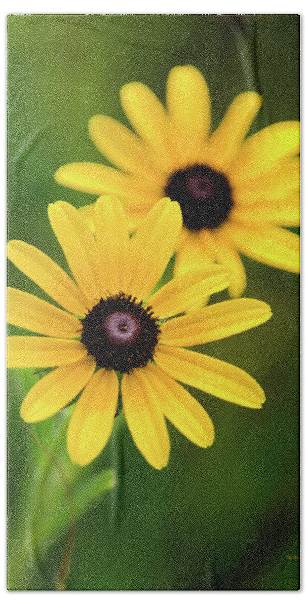 Black Eyed Susan Beach Towel featuring the photograph Black Eyed Susans by Christina Rollo