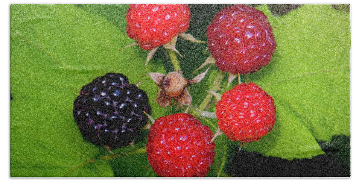 Johnson County Beach Towel featuring the photograph Blackberries by Jeff Phillippi
