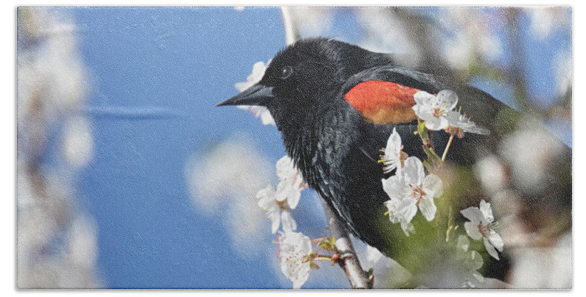 Red-winged Blackbird Beach Towel featuring the photograph Blackbird in Spring by Randy Hall