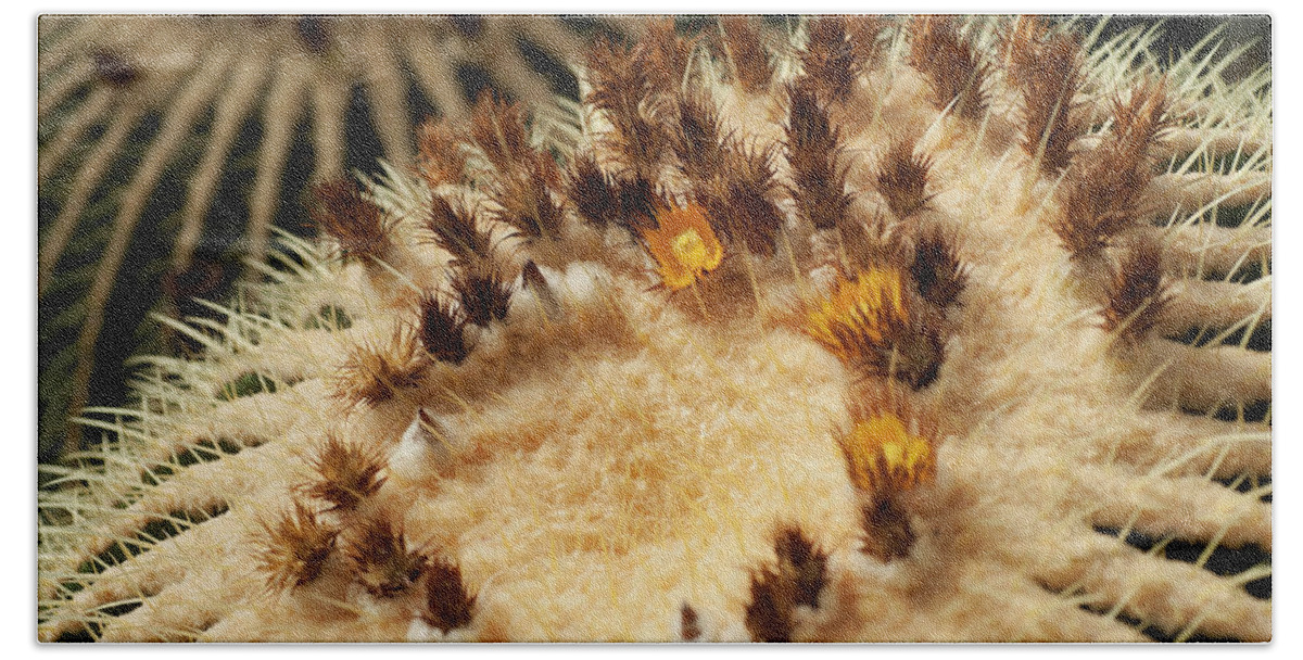 Jenny Rainbow Fine Art Photography Beach Towel featuring the photograph Bloom of Echinocactus Grusonii Cactus by Jenny Rainbow