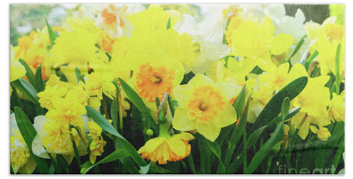 Narcissus Beach Towel featuring the photograph Blooming Yelow Daffodils by Anastasy Yarmolovich