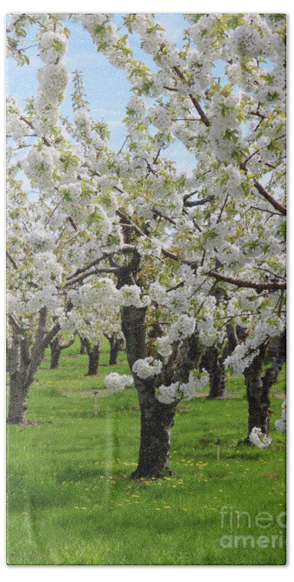Orchard Beach Towel featuring the photograph Blossoming Spring Day by Carol Groenen