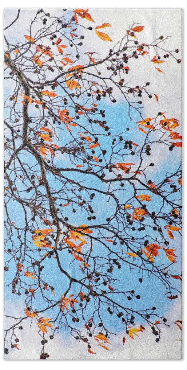 Trees Beach Towel featuring the photograph Blowing In The Wind by Christina Rollo