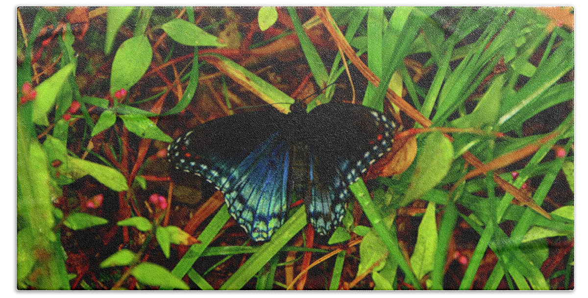 Blue Butterfly Of Shenandoah Beach Towel featuring the photograph Blue Butterfly of Shenandoah by Raymond Salani III
