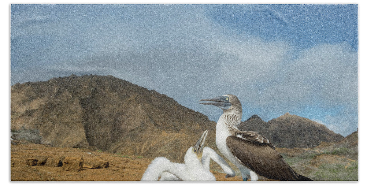 Animal Beach Towel featuring the photograph Blue Footed Booby Chick Begging by Tui De Roy