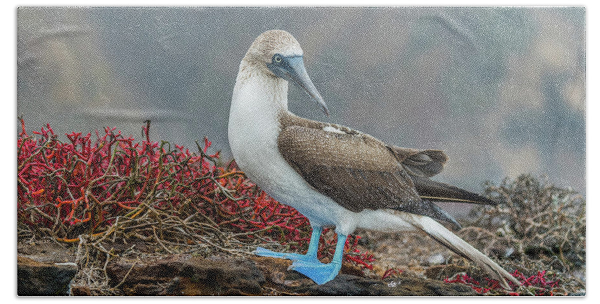 Animals Beach Towel featuring the photograph Blue-footed Booby On San Cristobal Island by Tui De Roy