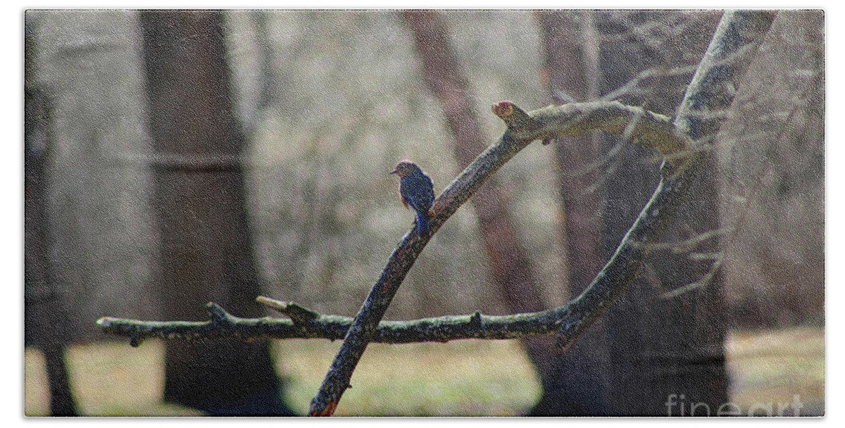 Bluebird Beach Sheet featuring the photograph Bluebird, Bluebird, Sing to Me by Karen Adams