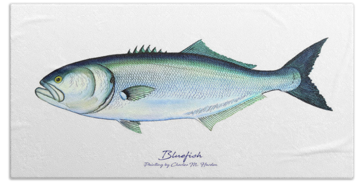 Charles Harden Beach Towel featuring the painting Bluefish by Charles Harden
