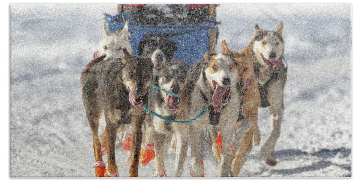 Sled Dog Race Beach Towel featuring the photograph Born to Run by Susan Rissi Tregoning