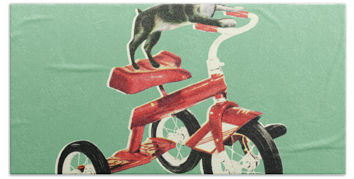 Activity Beach Towel featuring the drawing Boston Terrier Riding a Bike by CSA Images