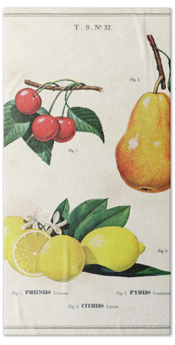 Art Beach Towel featuring the drawing Botanical Fruit Chart For Lemon, Cherries And Pears by Unknown