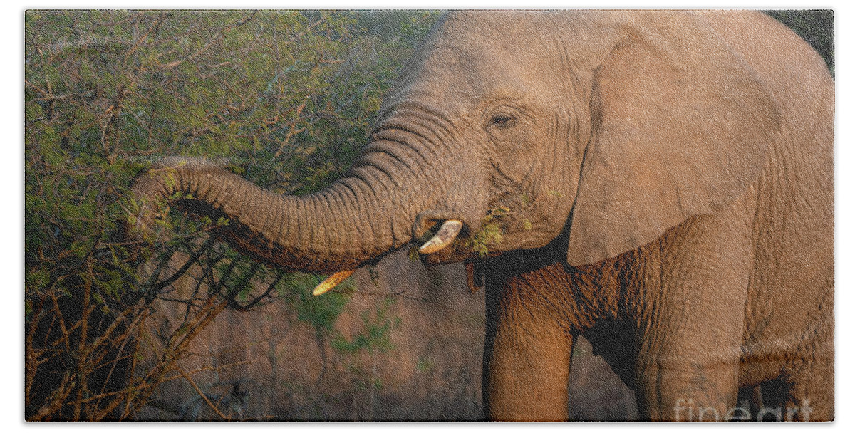 African Elephant Beach Towel featuring the photograph Breakfast by Jamie Pham