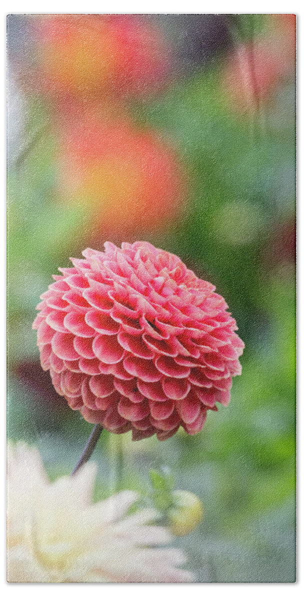 Cheerful Beach Towel featuring the photograph Bright and cheery pompom dahlia by Anita Nicholson