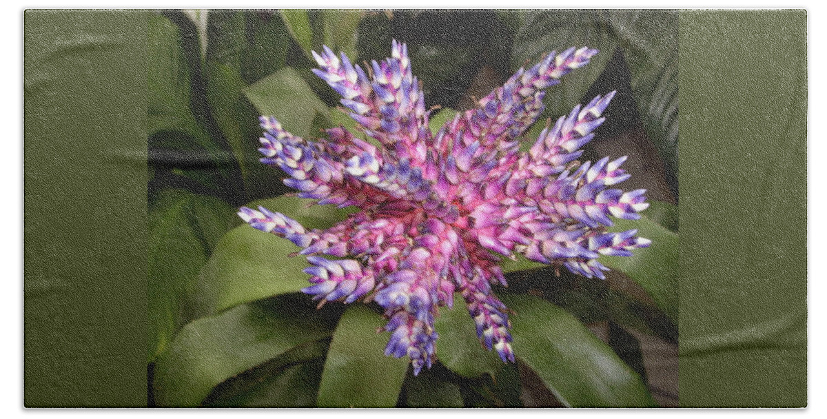 Bromeliad Beach Towel featuring the photograph Bromeliad pink, purple, blue flower by Nancy Ayanna Wyatt