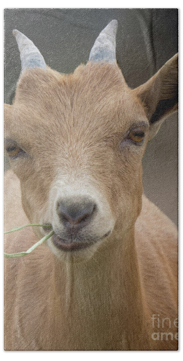 Goat Beach Towel featuring the photograph Brown baby Goat by Christy Garavetto