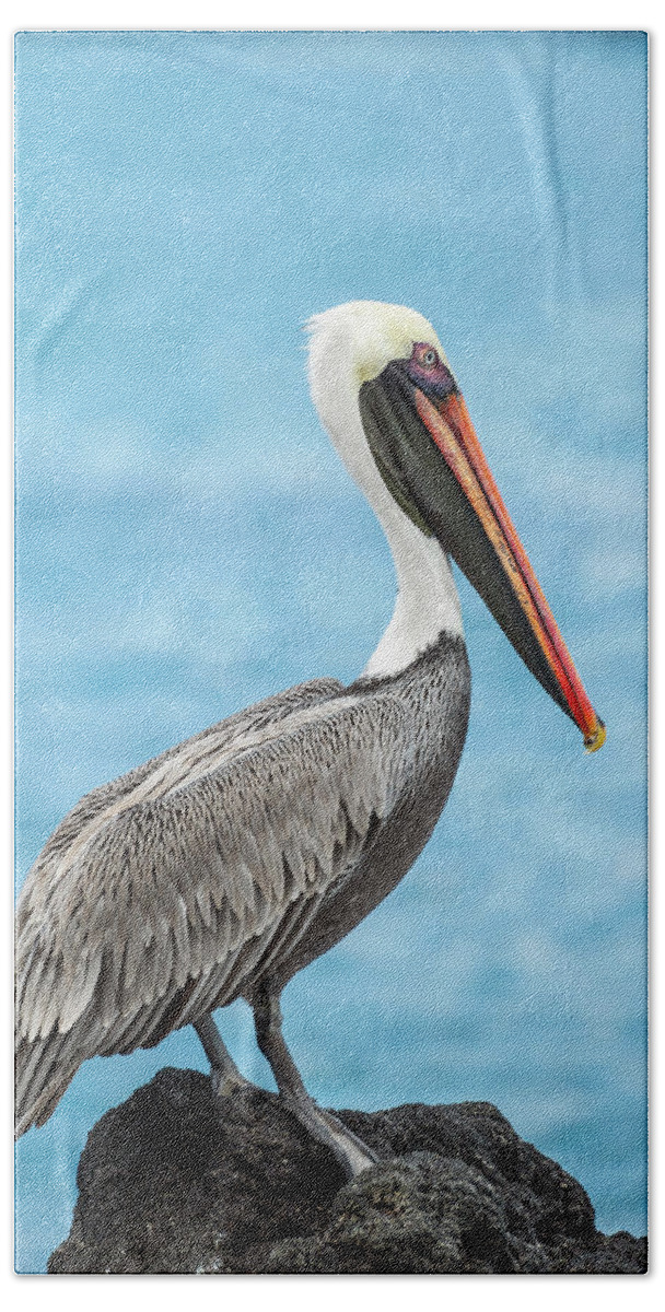 Animals Beach Towel featuring the photograph Brown Pelican In Isabela Island by Tui De Roy